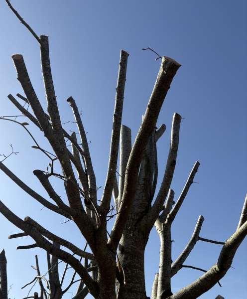 Can heavily pruned fifteen-year-old lime trees recover and grow leaves again?
