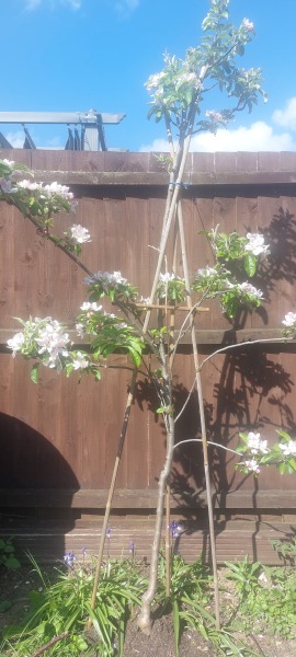How's your wisteria doing? Or what are you proud of in the garden today?