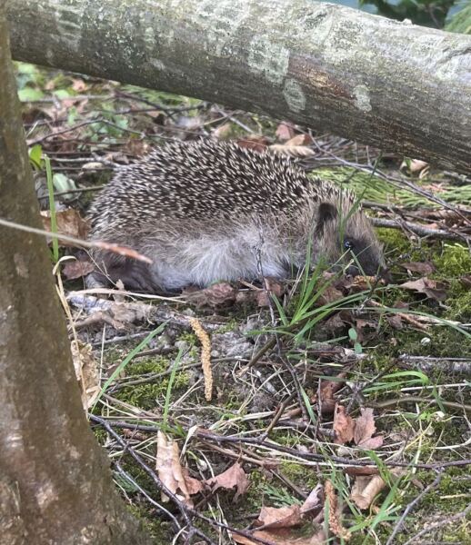 Hedgehog in the garden- do we leave it?