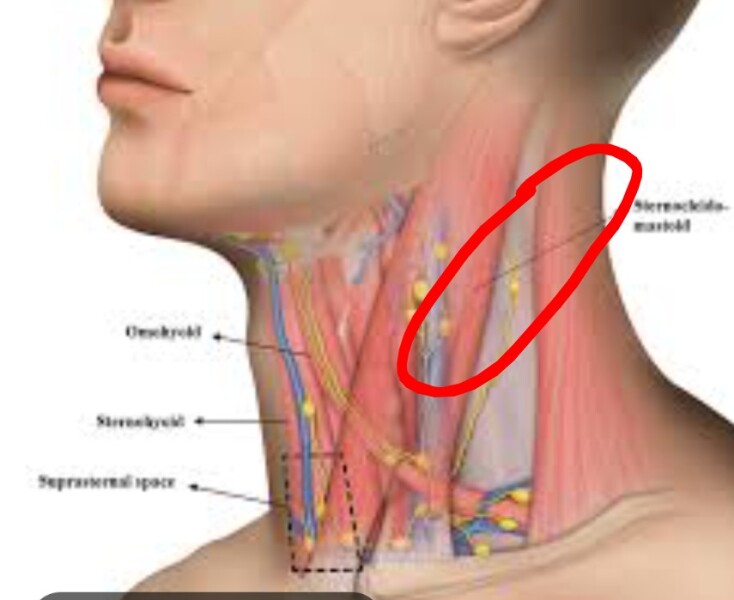 Persistent neck lump for six months, referred for ultrasound, feeling anxious
