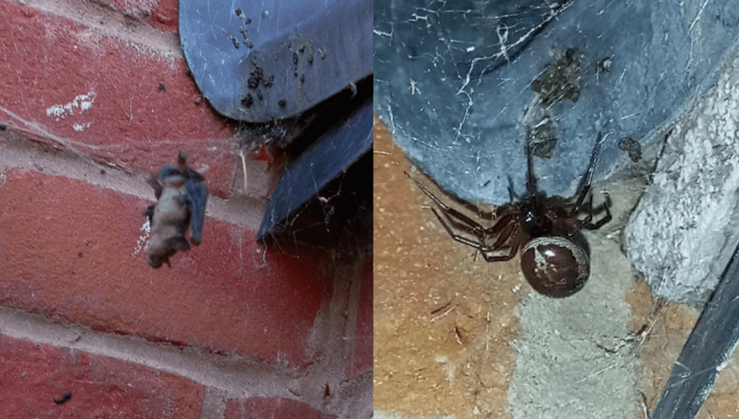 Is this a spider bite? Worried about Mum. Graphic photo.