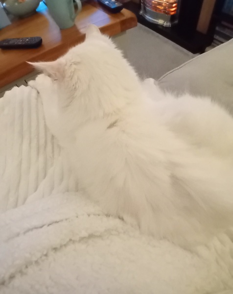 Carry On Catting - the Excellent Cats do what they do best