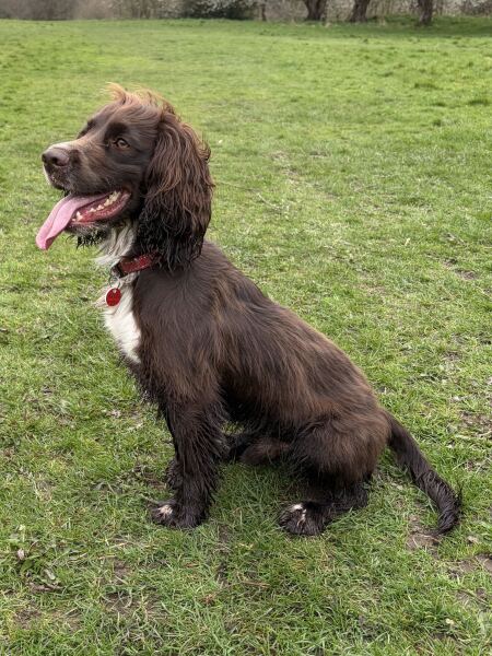 Dog food recommendations for high energy spaniel