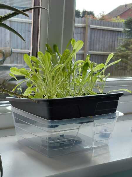 Year Round Nigel Slater discussion thread - Part 4