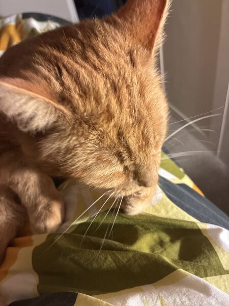 Things my cats' heads and toe beans have smelt of 🥰