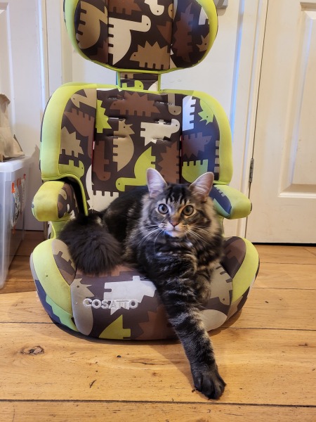 Kitten, 16 weeks, never meowed