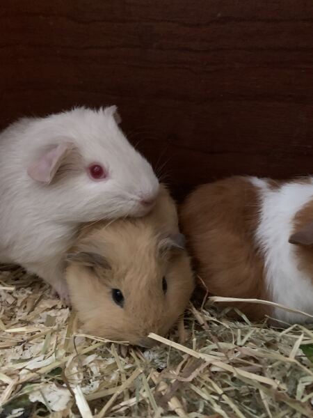 Rabbits or Guinea pigs