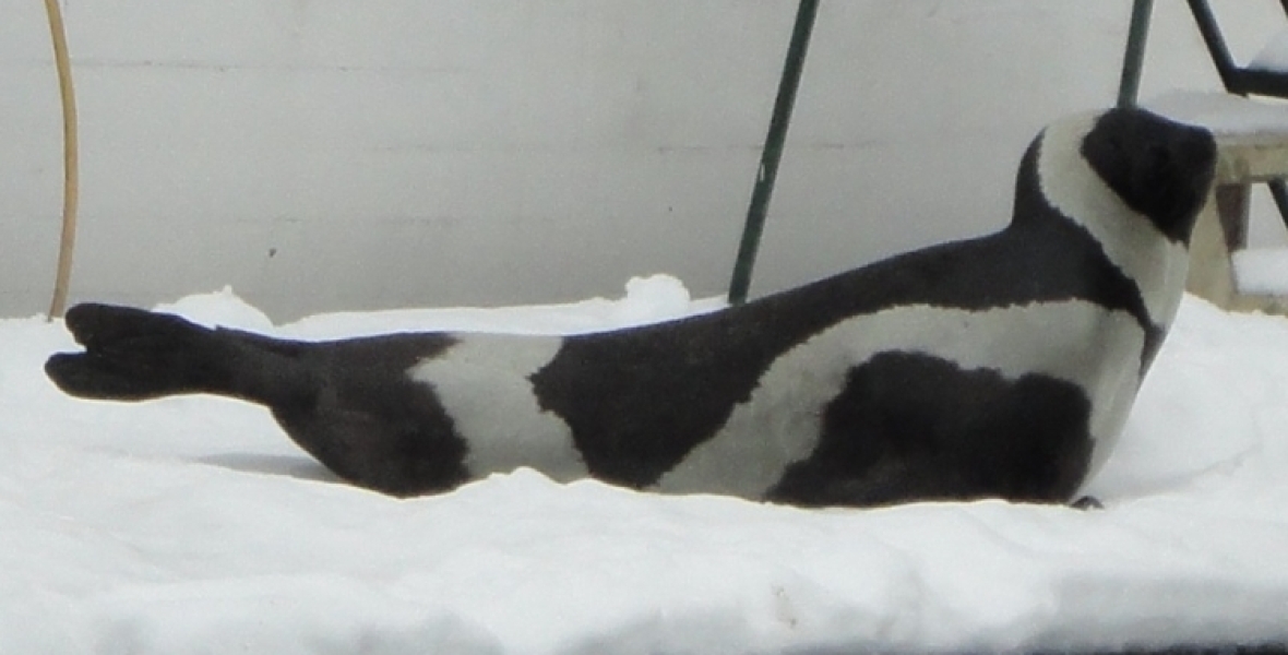 The Bluestocking: To the moon and back gerbil style.