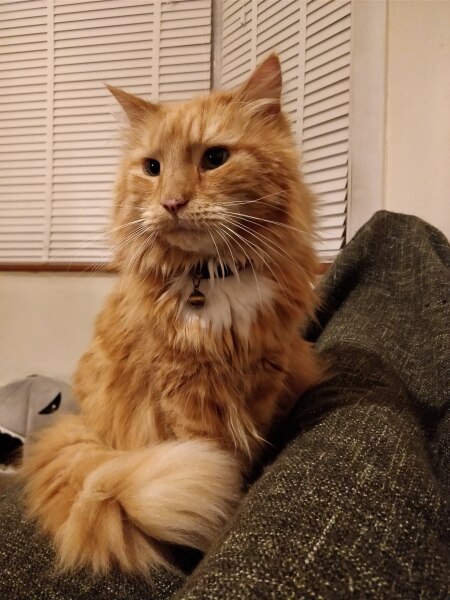 Name suggestions for an orange kitten