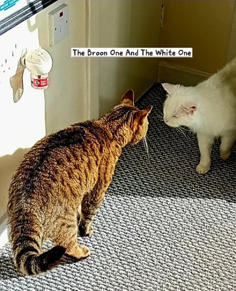 Mounjaro - 10 Stone or more to lose - Thread 13