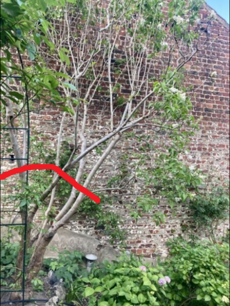 Pruning an overgrown lilac tree