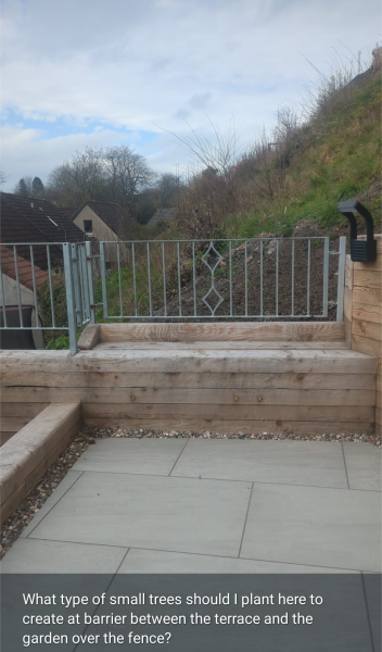 Tree border. Help a girl out!