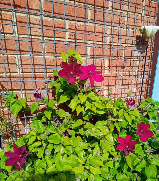 What have you got blooming right now?
