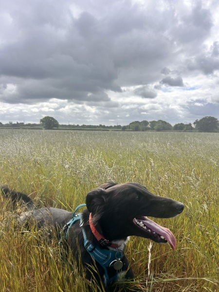 Anyone else haunted by how their previous dog died and panic with their new dog…