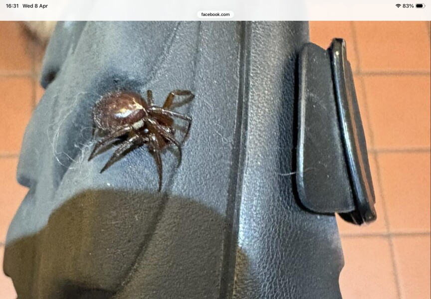 Is this a spider bite? Worried about Mum. Graphic photo.