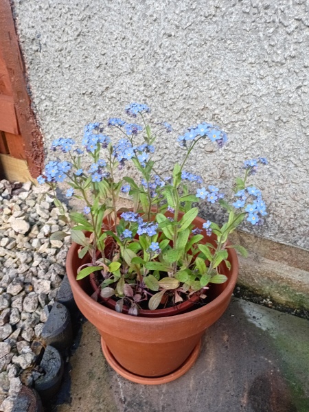 Tribute to my late cats: Forget me Nots