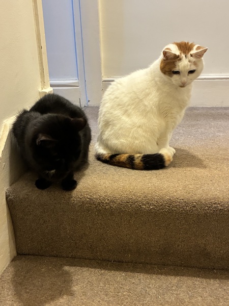 Carry On Catting - the Excellent Cats do what they do best