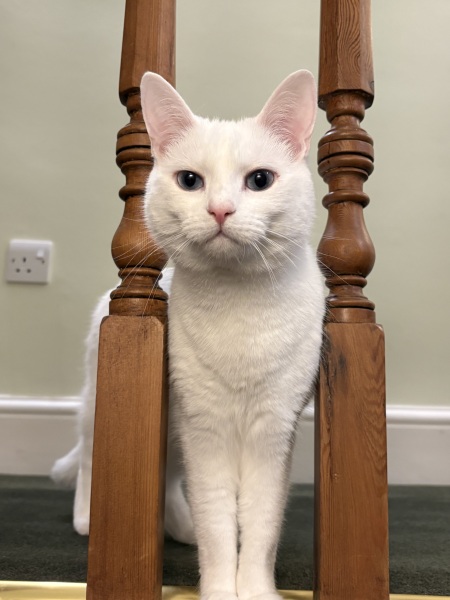 Carry On Catting - the Excellent Cats do what they do best