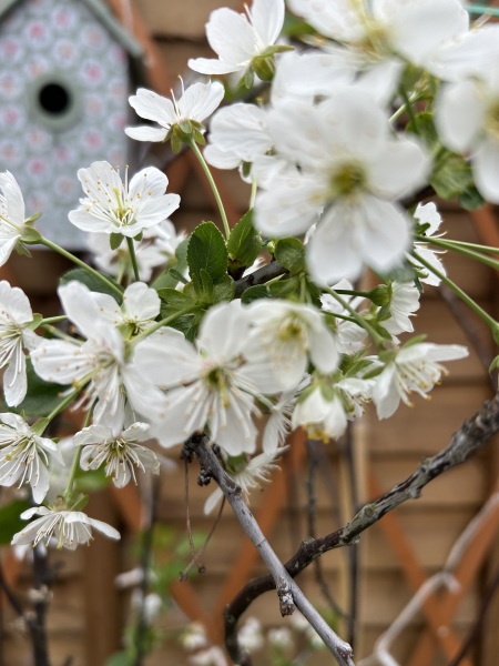 What have you done in the garden today? Part 8