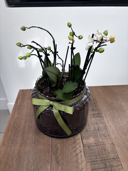 Is this orchid dead?