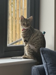 Meet our lovely new cat