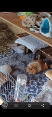 Rabbits or Guinea pigs
