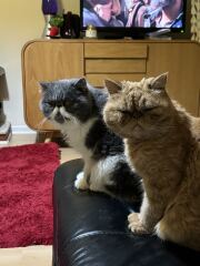 Can’t believe it’s two years since Cheddar died.