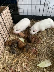 Rabbits or Guinea pigs