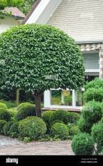 Planting underneath Portuguese Laurel Standard trees