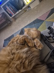 Happy 3rd birthday to Orange brainless cat!