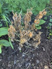 Are these Osteospermum definitely dead?