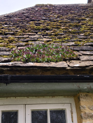 What have you done in the garden today? Part 8