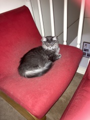 Carry On Catting - the Excellent Cats do what they do best