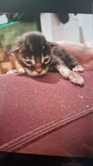 My cat had kittens   pictures included.