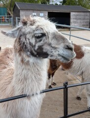 Year round Nigel Slater discussion thread - Part 3