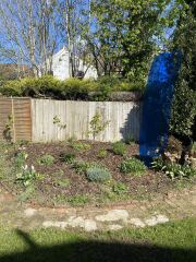 In a pickle about a pear tree - help!