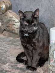 Carry On Catting - the Excellent Cats do what they do best