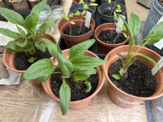 What have you done in the garden today? Part 8