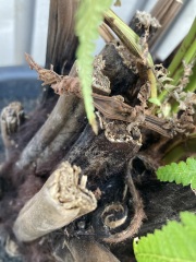 Dicksonia antarctica: buy a 1ft trunk or potted plant?