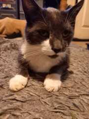 What has your cat done to annoy you today?