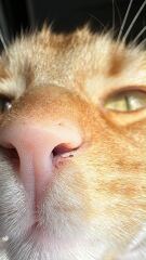 Carry On Catting - the Excellent Cats do what they do best