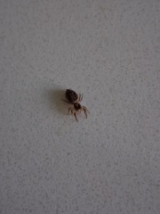 To ask if these are bed bug bites