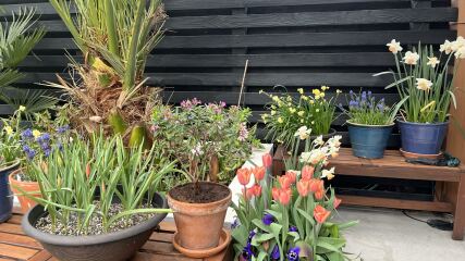 Spring has sprung. Bulb watch