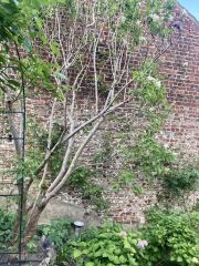 Pruning an overgrown lilac tree