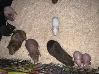 Rabbits or Guinea pigs