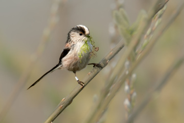 MAFSAUS #16 No Spoilers!!! Bring your bird photos and paintings as the onscreen drama is losing its’ appeal…