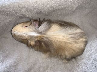 Rabbits or Guinea pigs