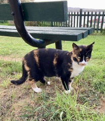 Is there still tonnes of cats in Greece