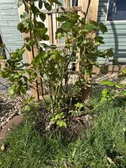 Training / pruning climbing rose
