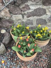 Tulip bulbs - plant BEFORE or AFTER the first frost?
